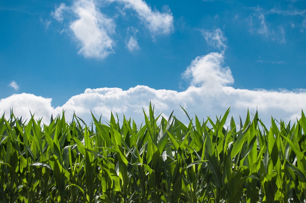 Corn field against blue sky