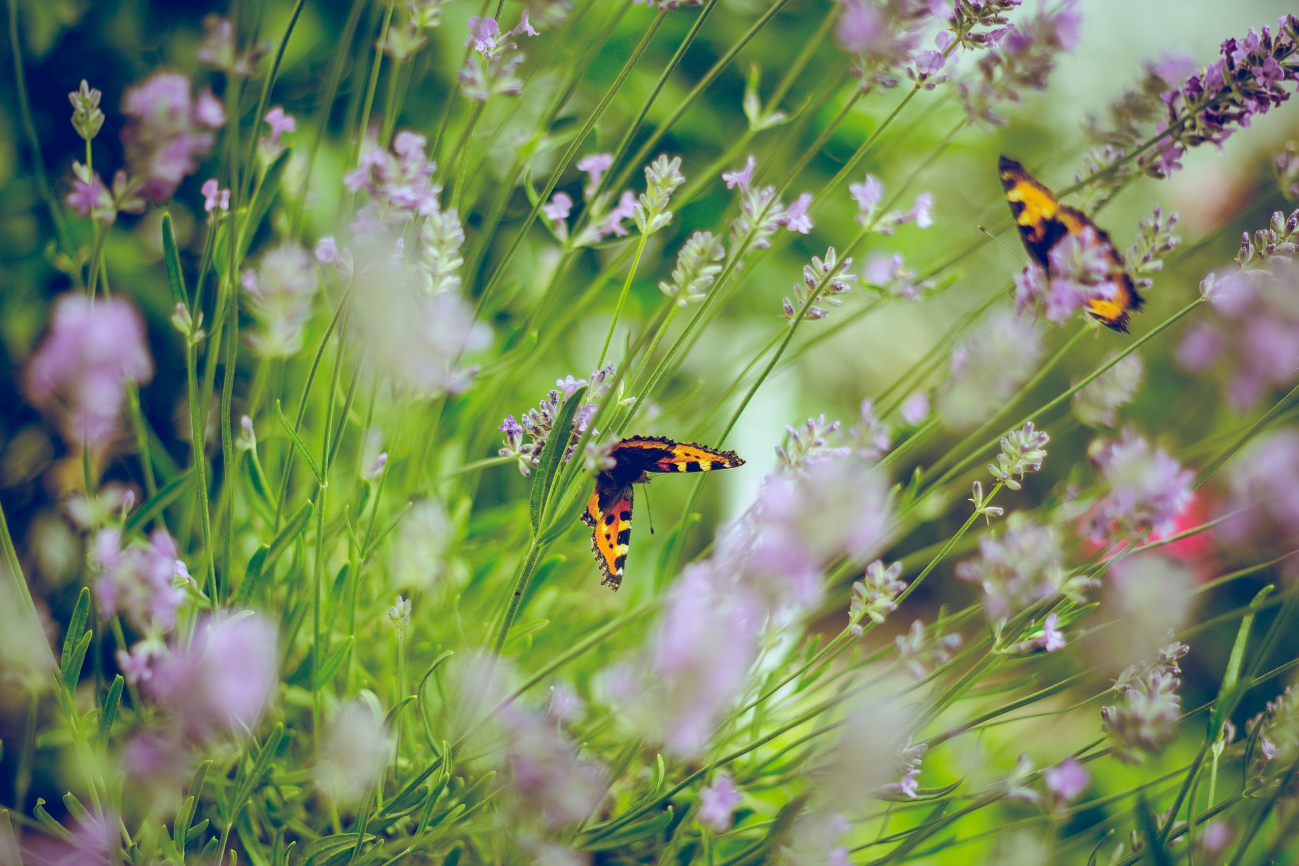 Butterflies in a garden