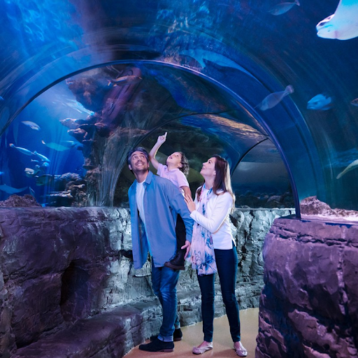 Family in Aquarium looking up at fish